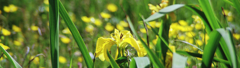 Wild iris in the meadow