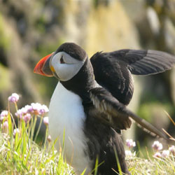 Puffins can be seen from our clifftops