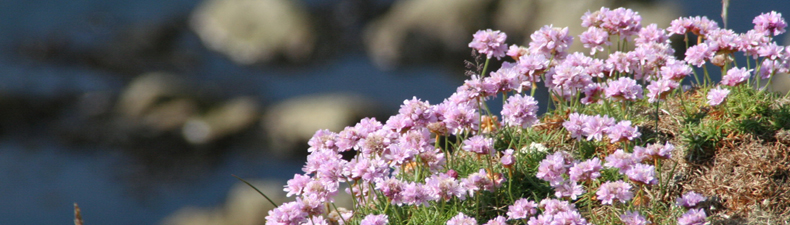 Sea pinks on the cliffs